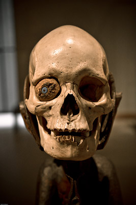 Skull in Louvre