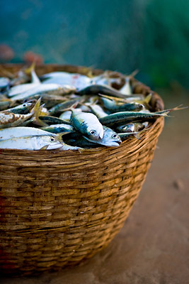 Fish Basket Goa