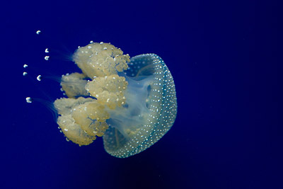 White Spotted Jellyfish