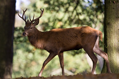 Deer 500mm